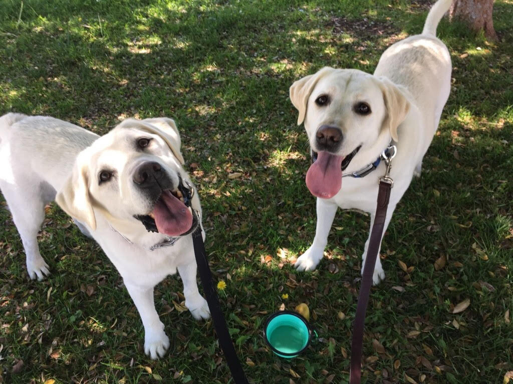 two-labs.jpg