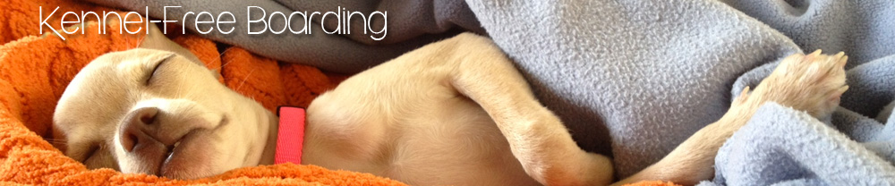 Kennel Free Boarding Manhattan Beach